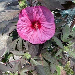 Meet your Posher, Kristine